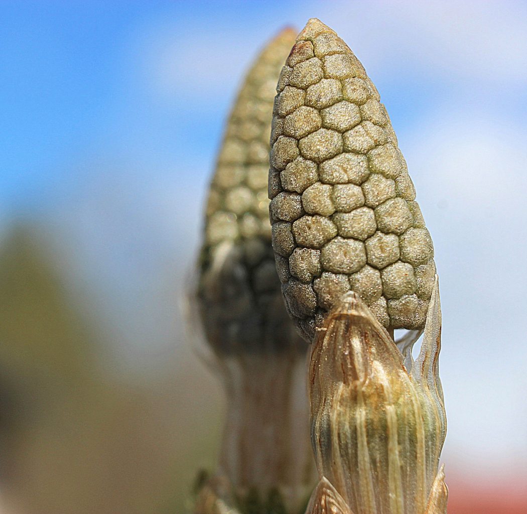 Valokuvaaja: Irja Lehtinen Valokuvaaja: Irja Lehtinen