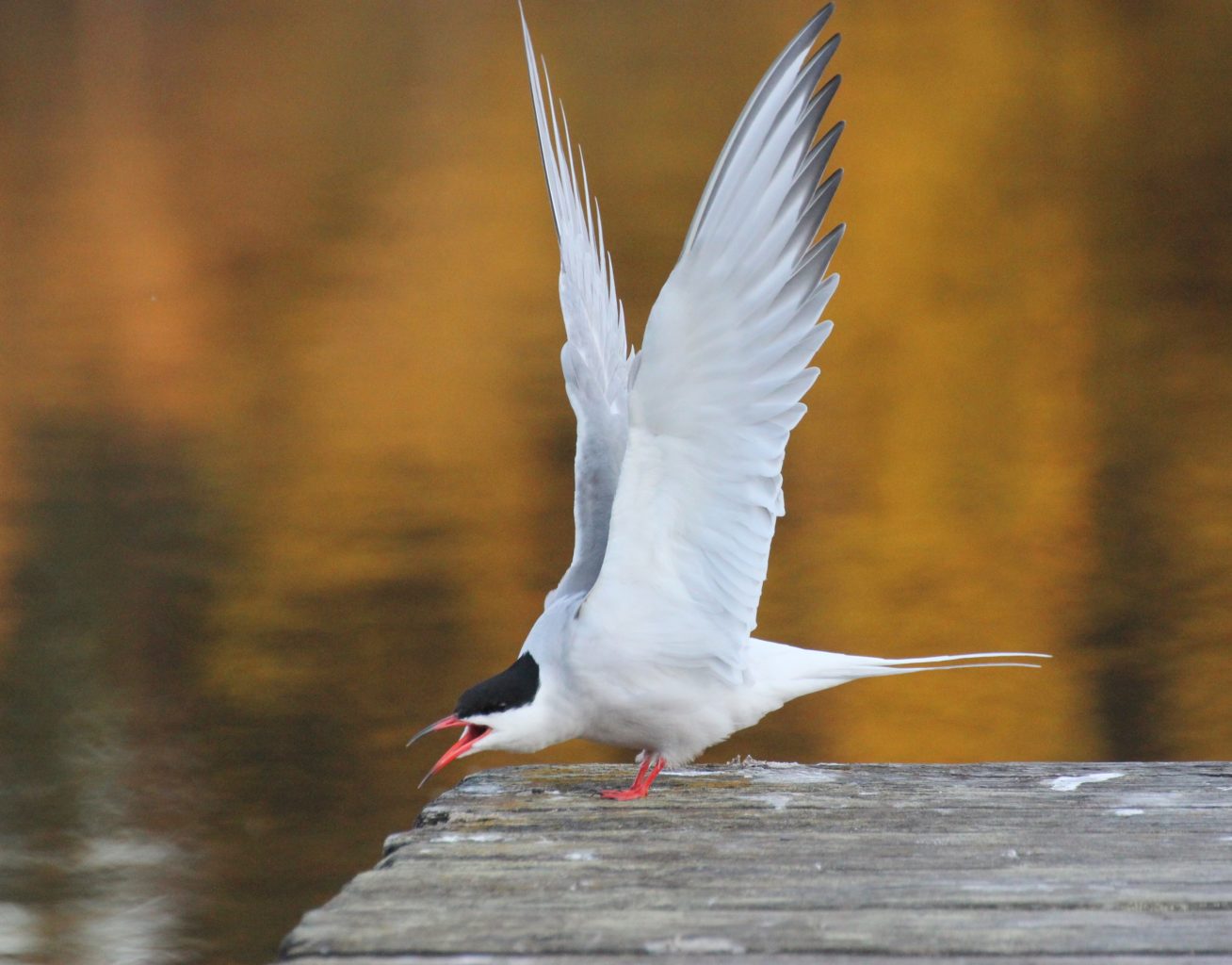 Valokuvaaja: Irja lehtinen Valokuvaaja: Irja lehtinen