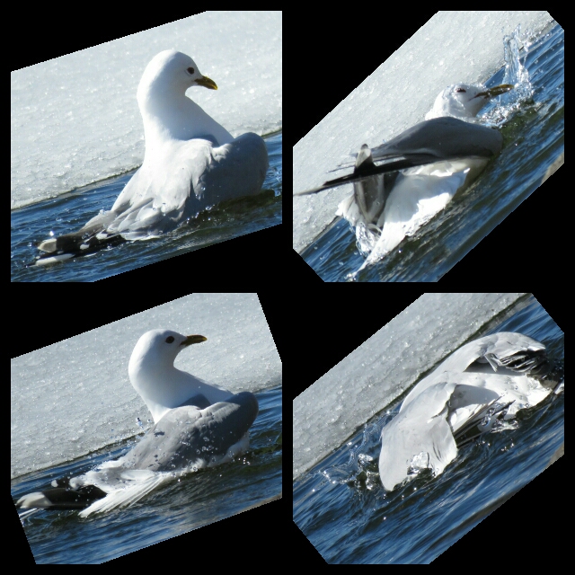 Valokuvaaja: Tuula Makkonen