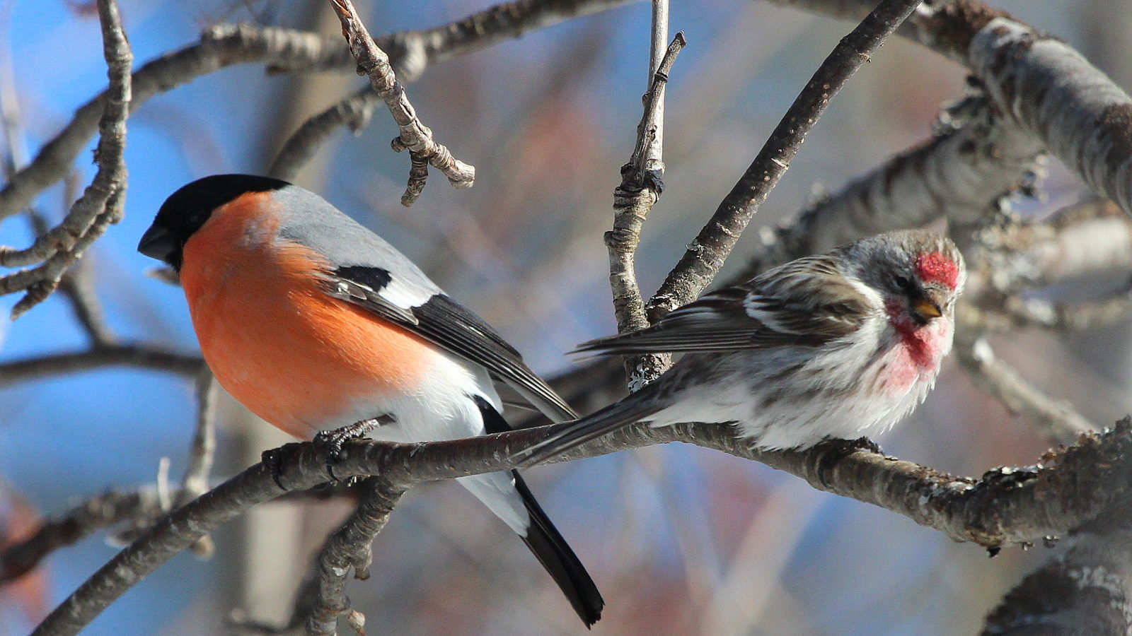 Valokuvaaja: Raija Kokkola