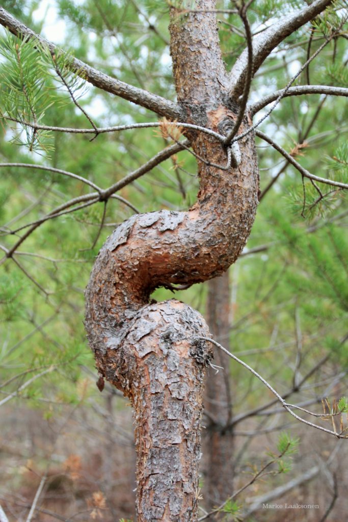 Valokuvaaja: Marke Laaksonen