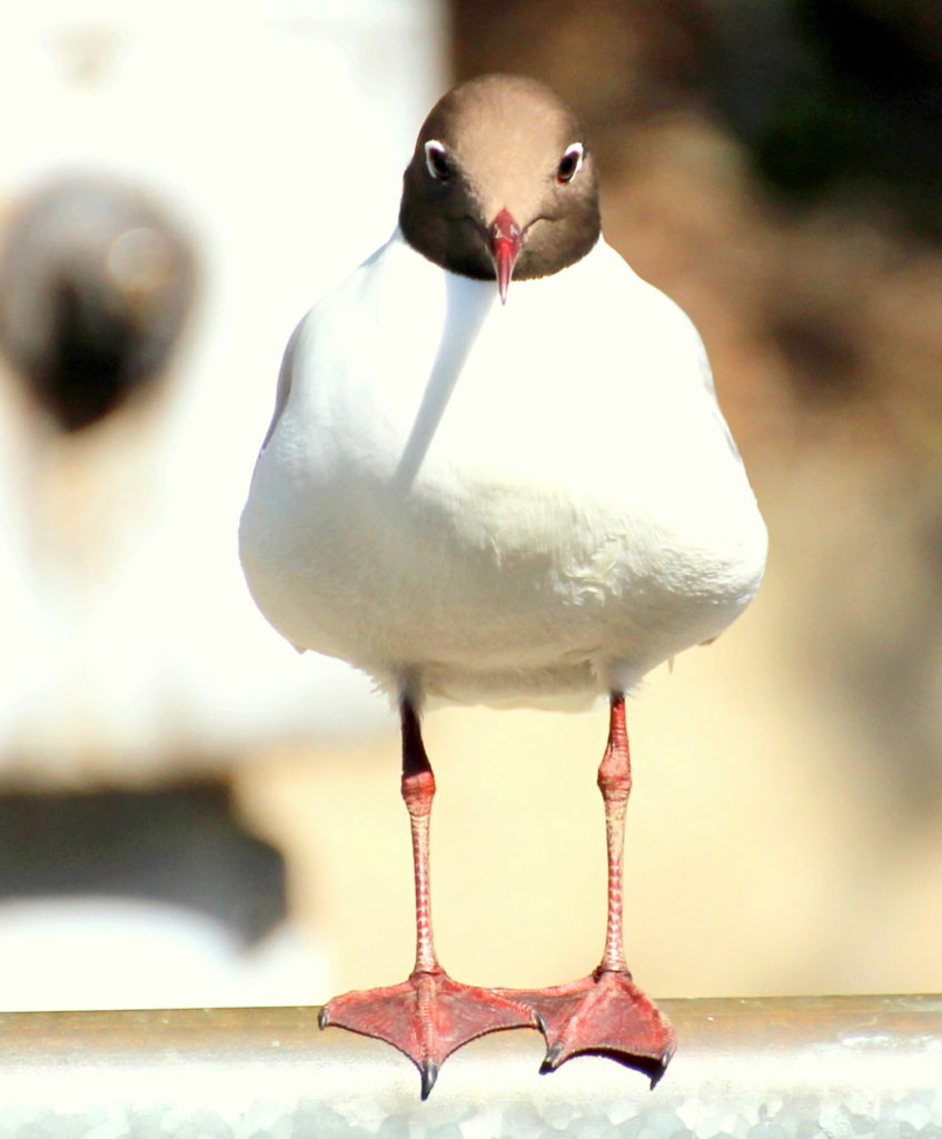 Valokuvaaja: Irja lehtinen