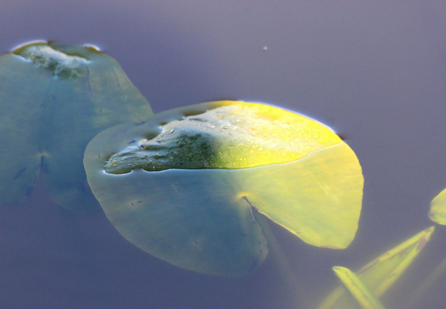 Valokuvaaja: Irja lehtinen