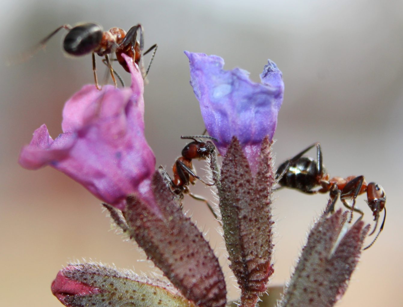Valokuvaaja: Irja lehtinen Valokuvaaja: Irja lehtinen