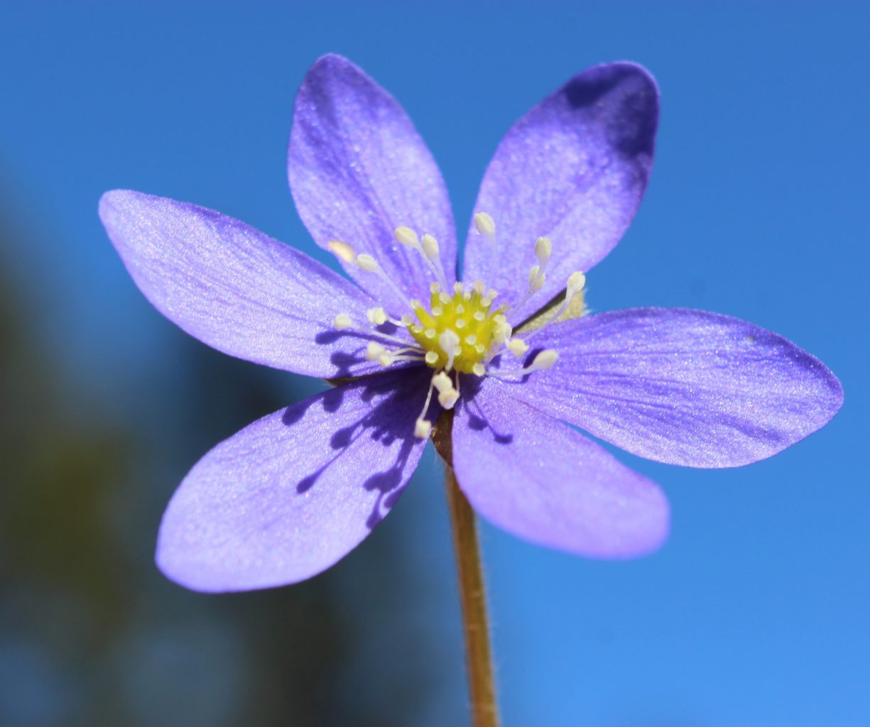 Valokuvaaja: Irja lehtinen