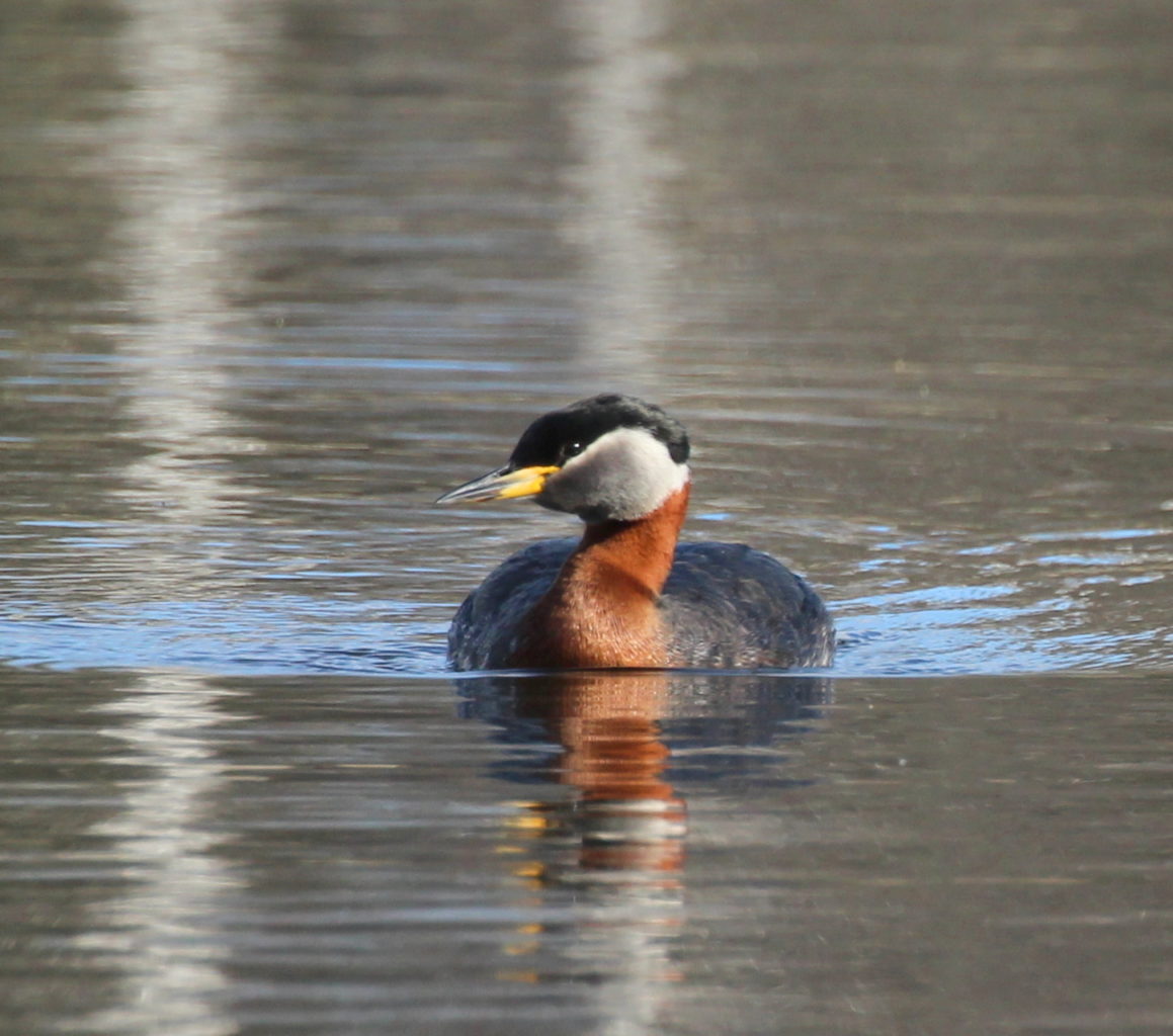 Valokuvaaja: Irja Lehtinen Valokuvaaja: Irja Lehtinen