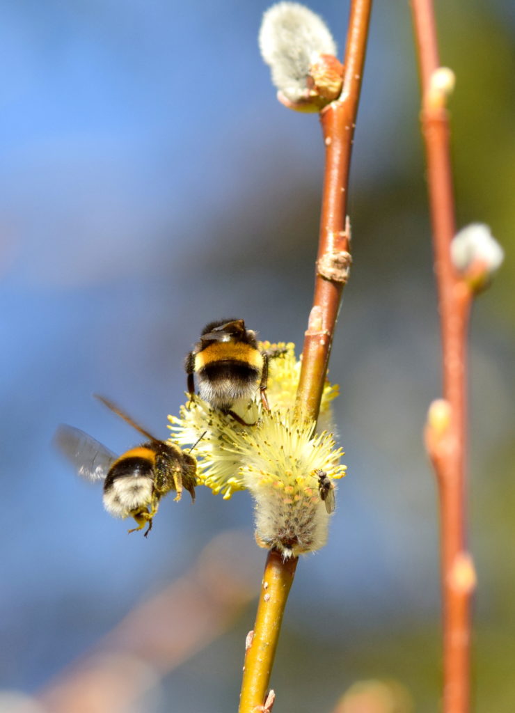 Valokuvaaja: Kalle Asikainen