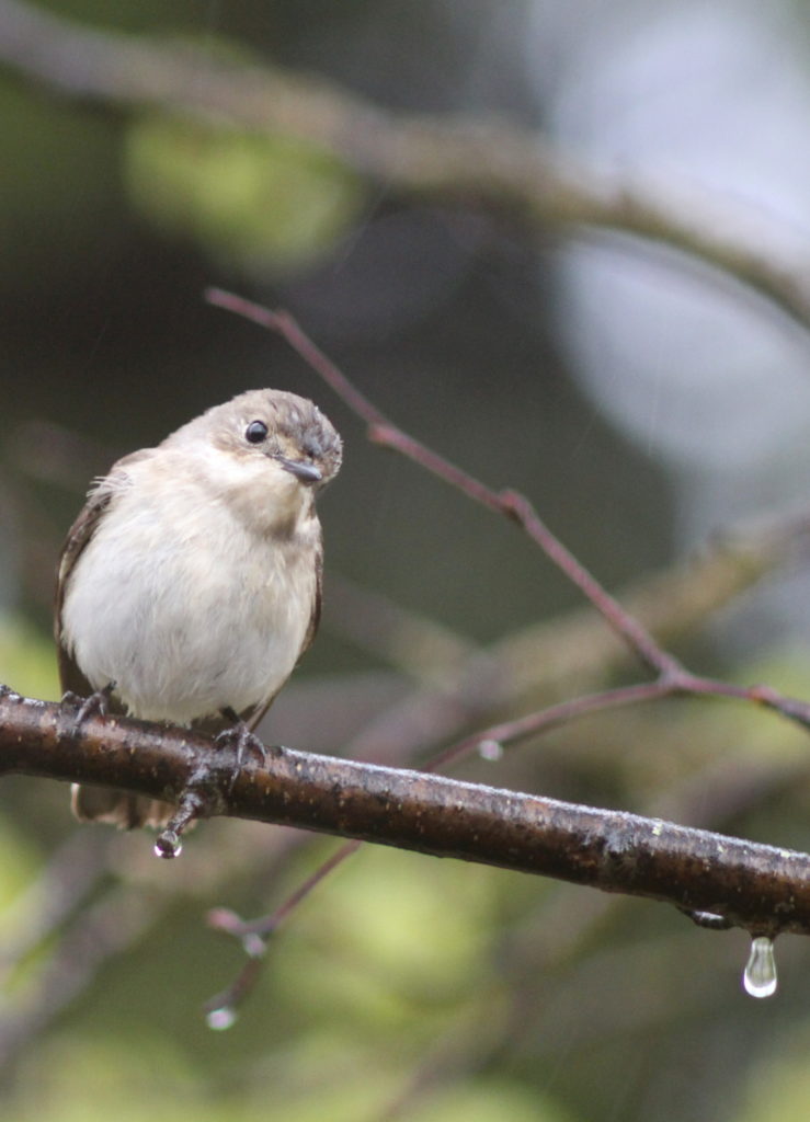 Valokuvaaja: Kalle Asikainen