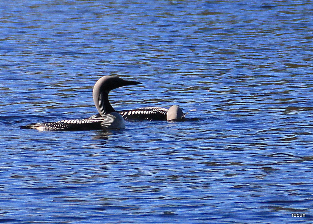 Valokuvaaja: Reijo Reccu Lehtonen