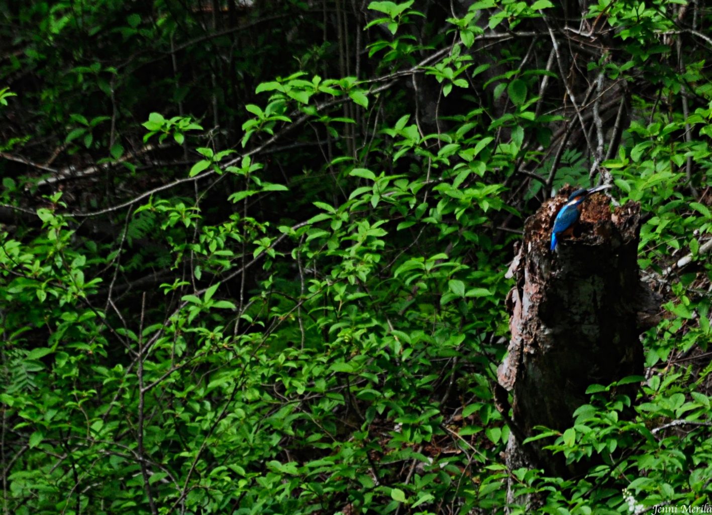 Valokuvaaja: Jenni Merilä