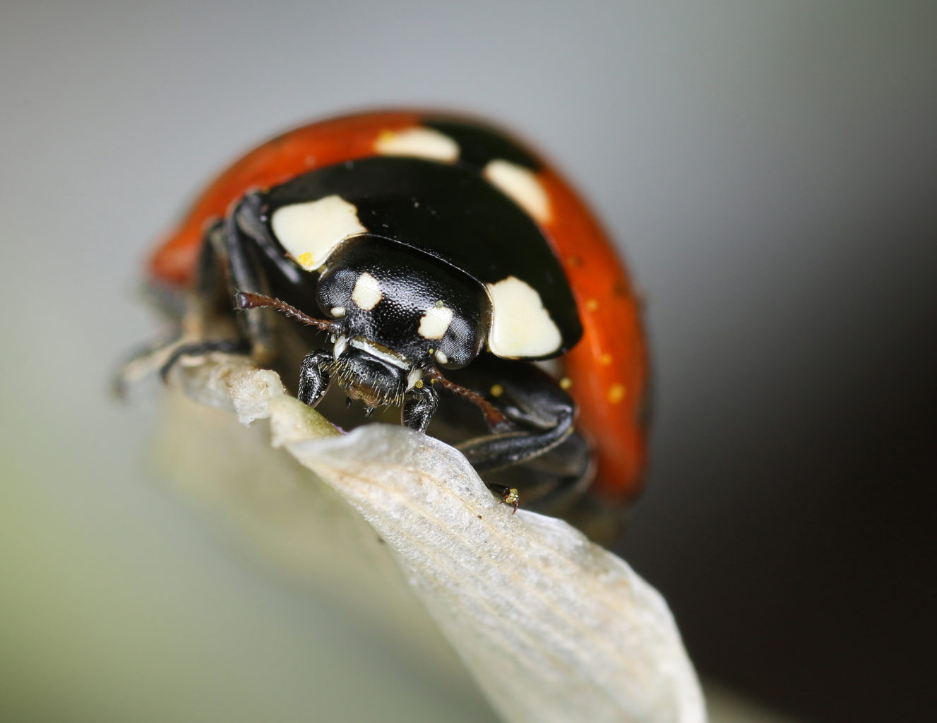 Valokuvaaja: Tarja Porkkala Valokuvaaja: Tarja Porkkala