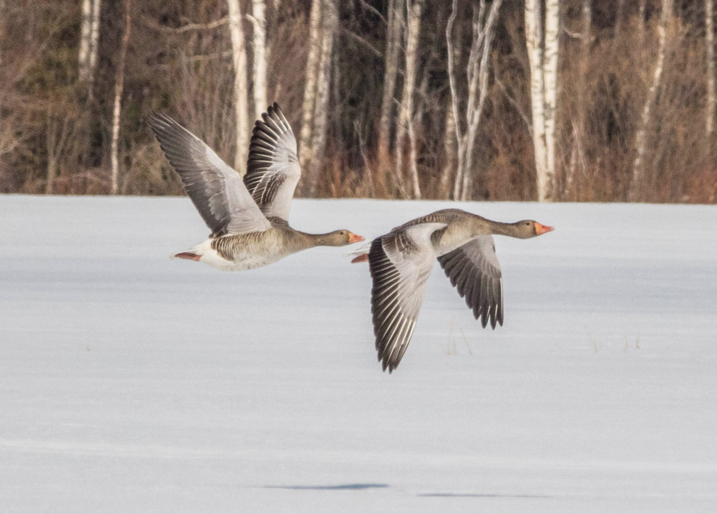Valokuvaaja: Marjatta Koiksniemi