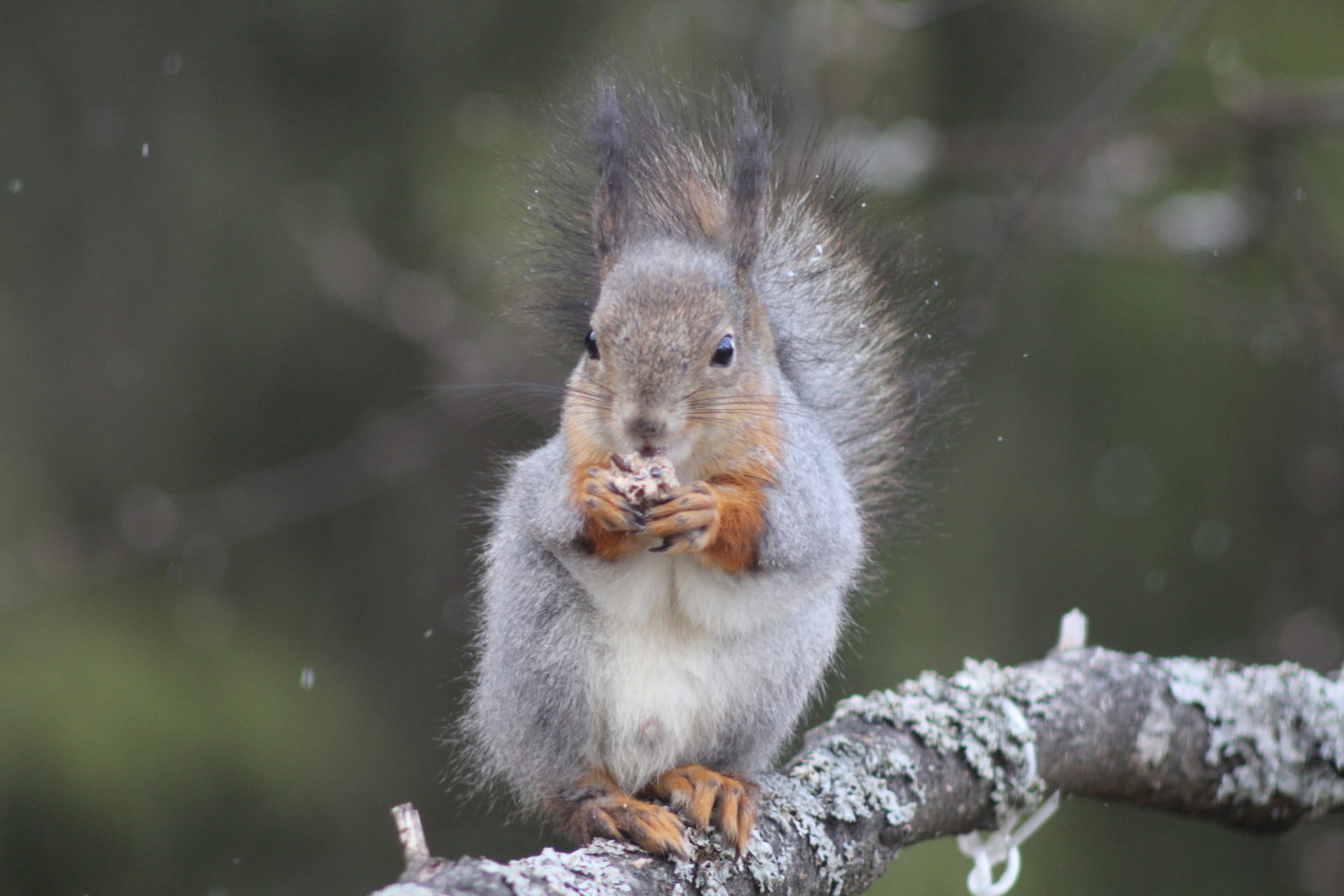 Valokuvaaja: Kalle Asikainen