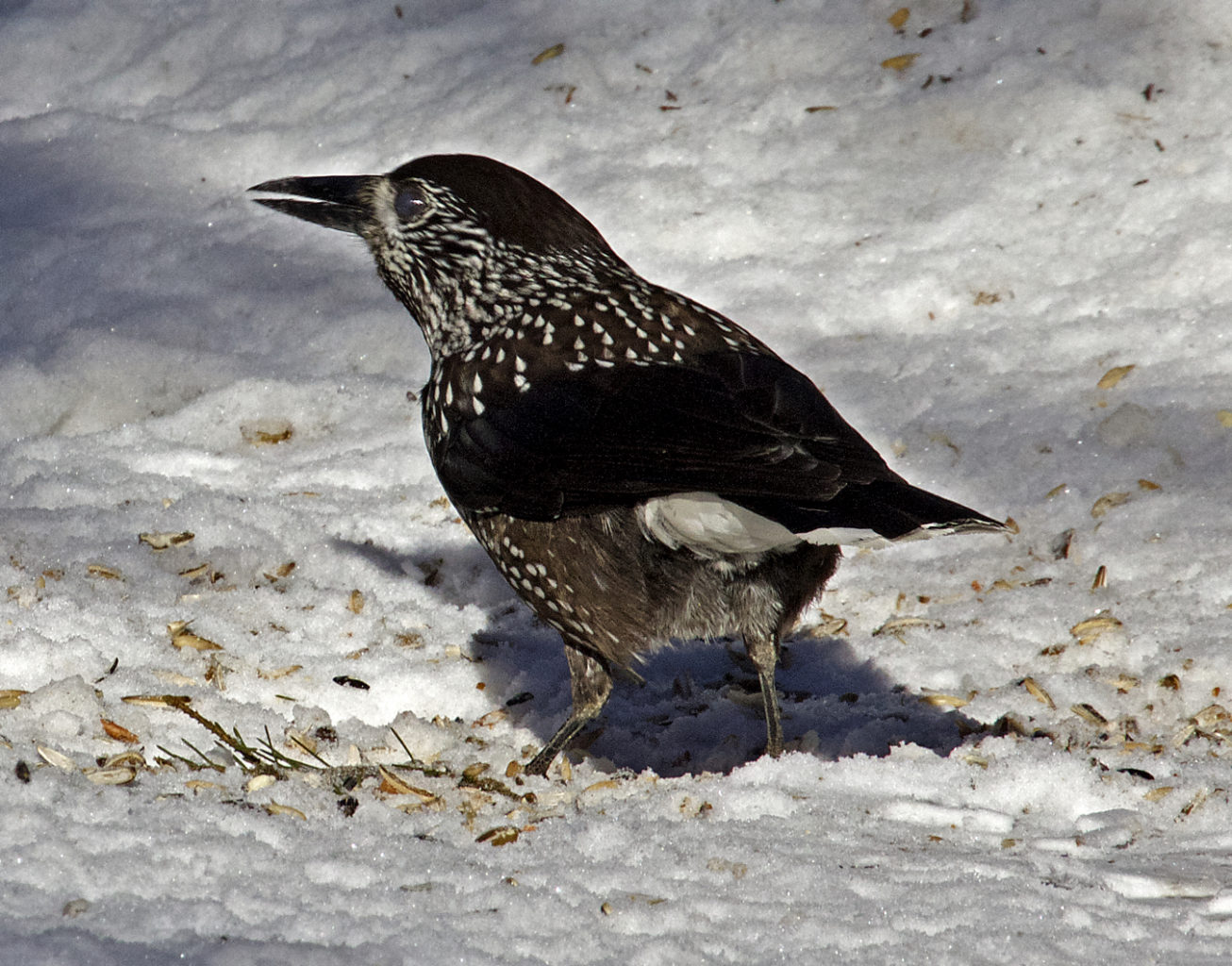 Valokuvaaja: Jarmo Sillanpää