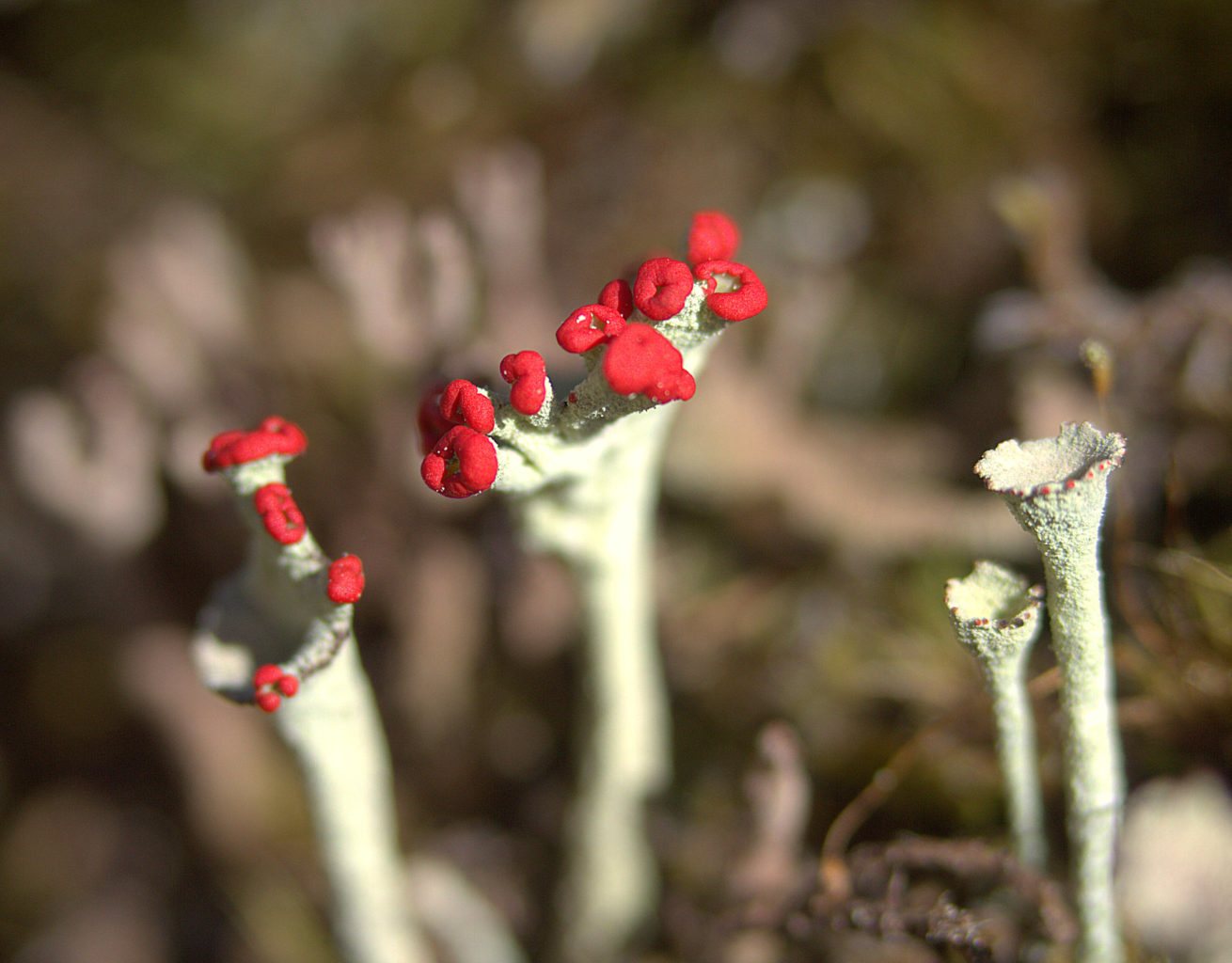 Valokuvaaja: Sirpa Jyske
