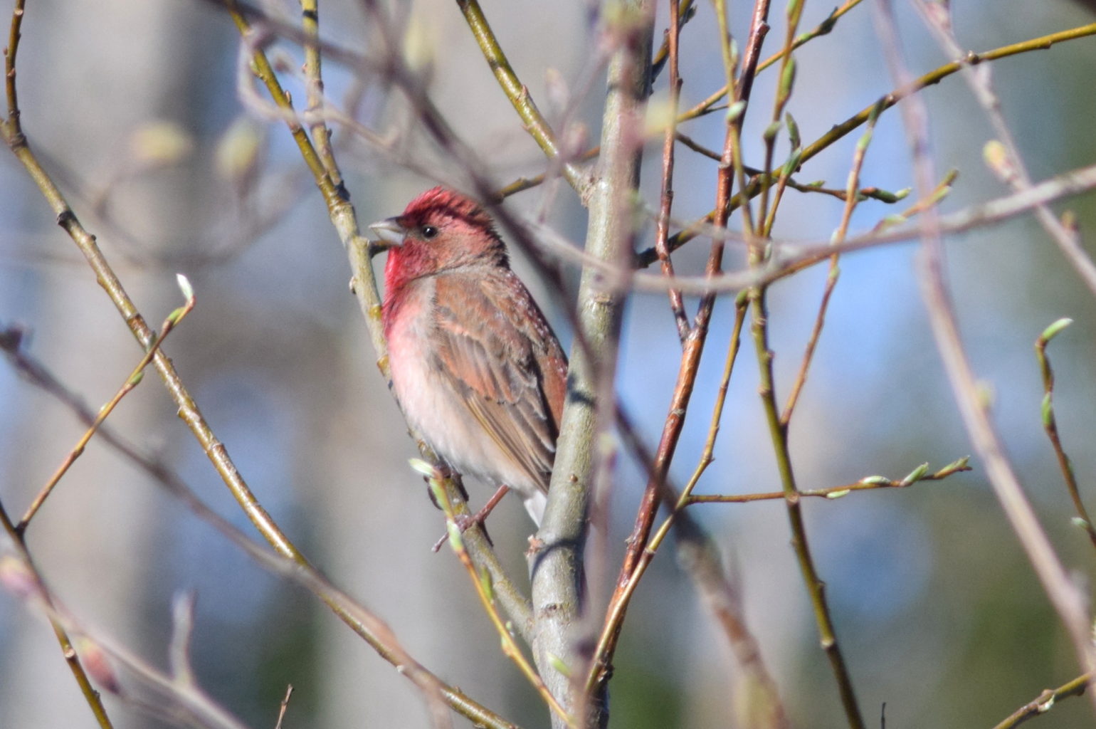 Valokuvaaja: Kalle Asikainen