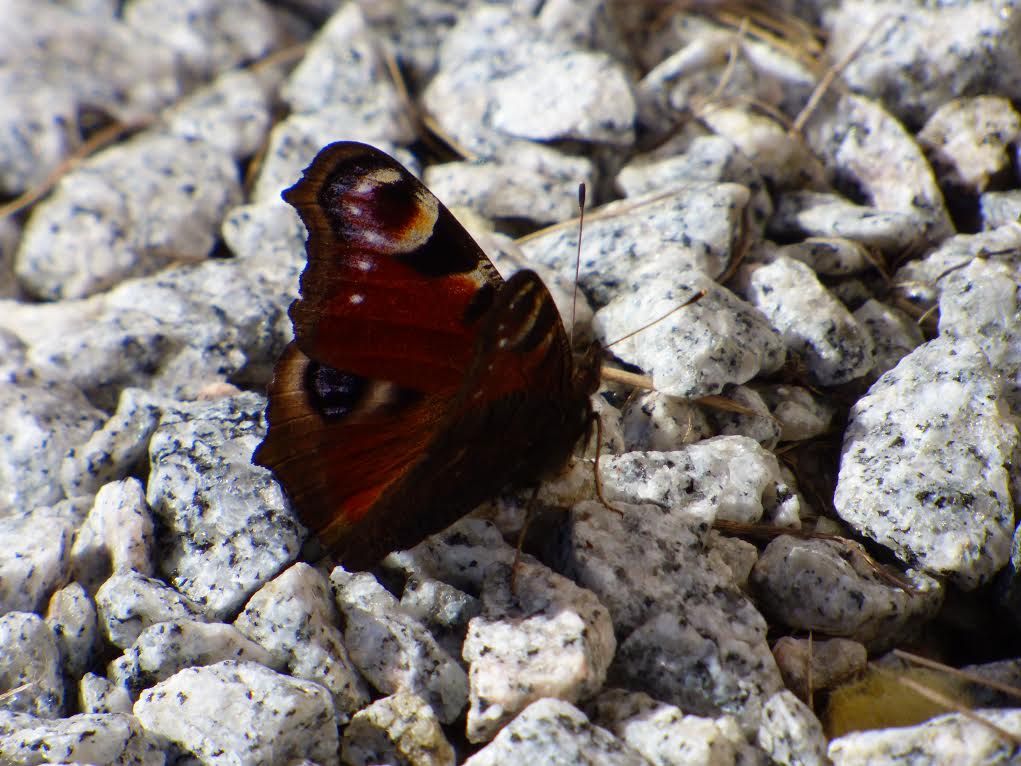 Valokuvaaja: Hannu Rissanen Valokuvaaja: Hannu Rissanen