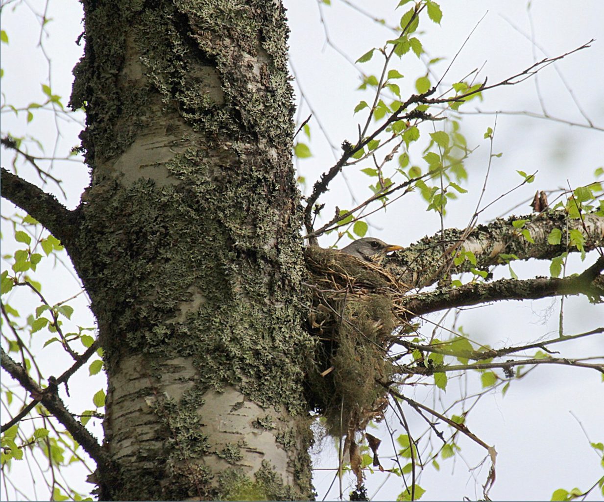 Valokuvaaja: Sirpa Jyske