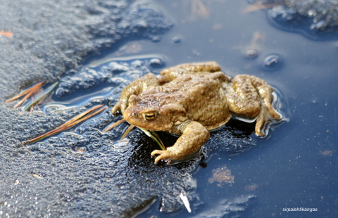 Valokuvaaja: Sirpa Lehtikangas