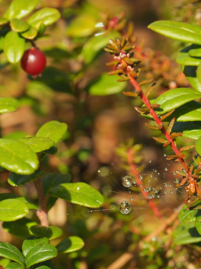 Valokuvaaja: Sannamari Blinnikka-Tyrväinen