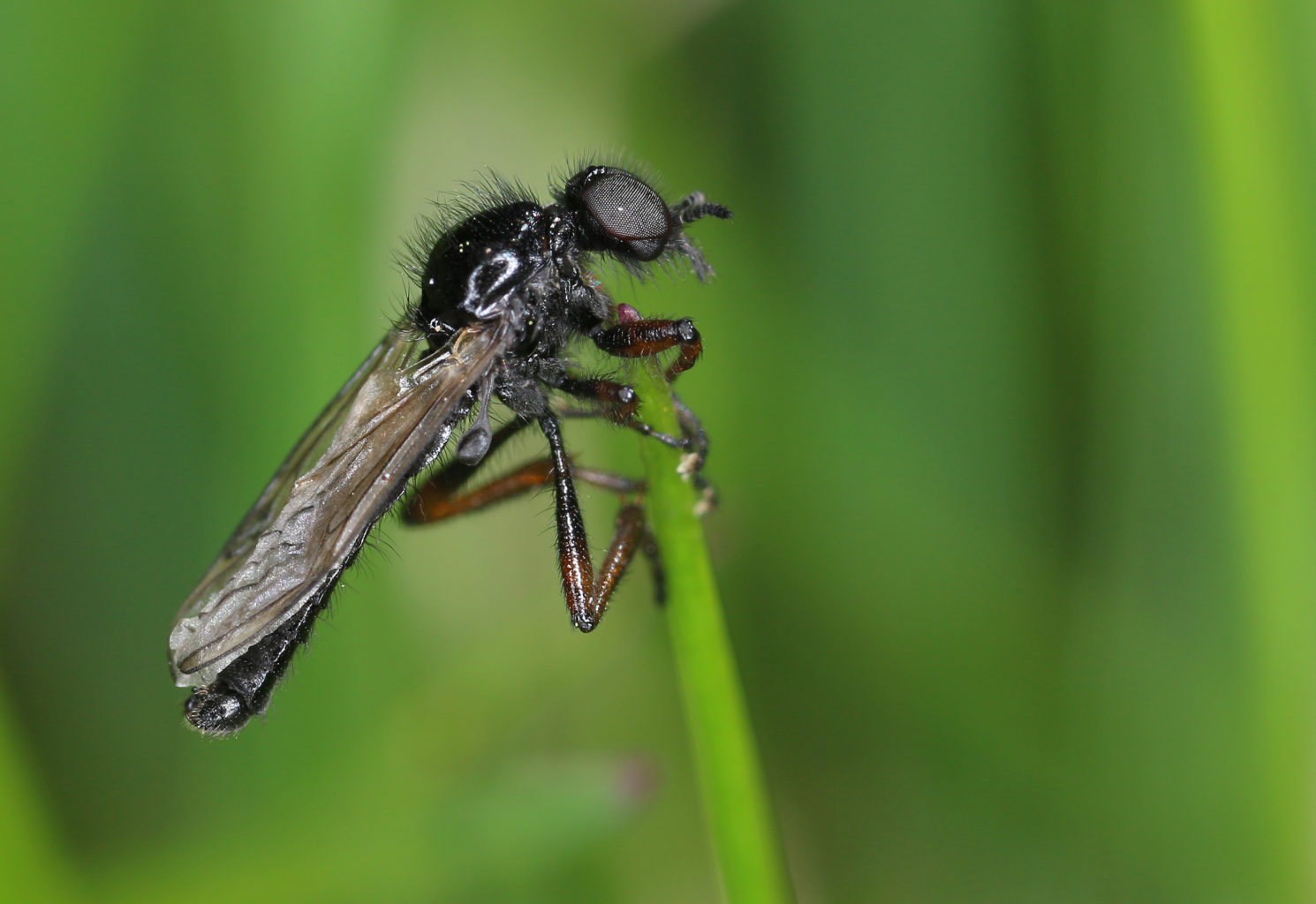 Valokuvaaja: Tarja Porkkala Valokuvaaja: Tarja Porkkala