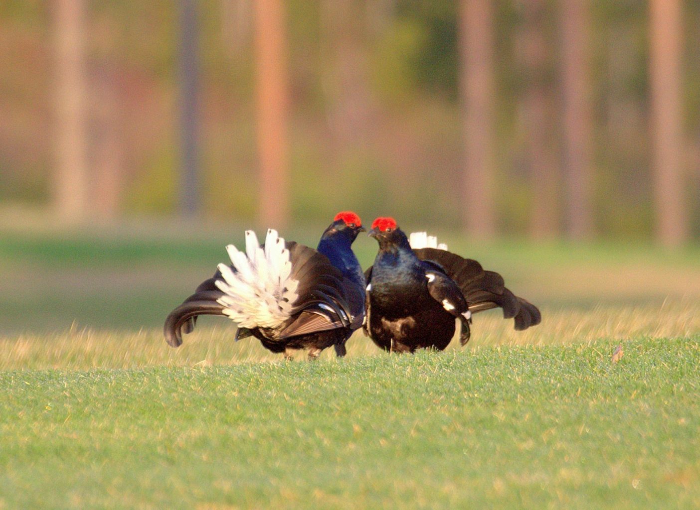 Valokuvaaja: Sirpa Jyske Valokuvaaja: Sirpa Jyske