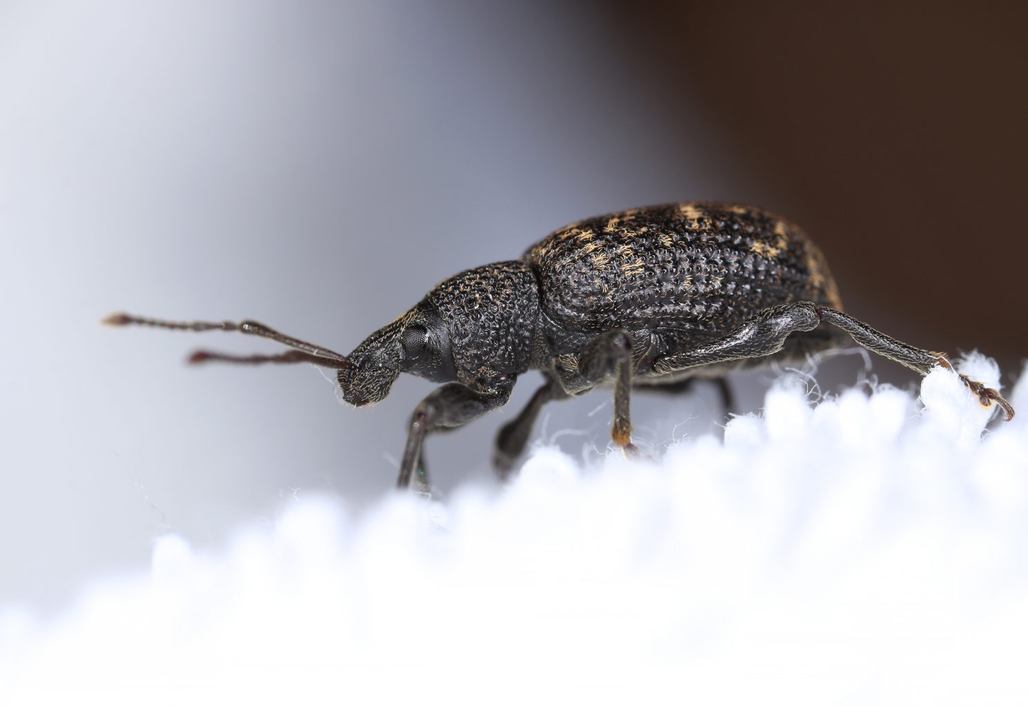 Valokuvaaja: Tarja Porkkala