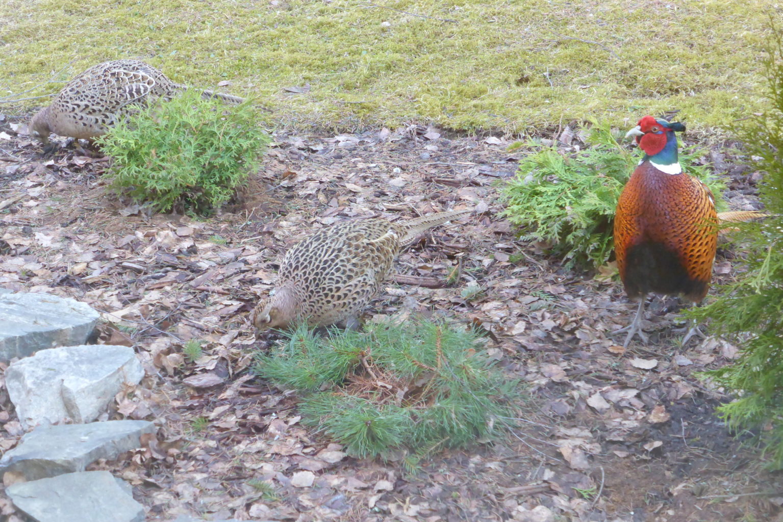Valokuvaaja: Kalle Asikainen
