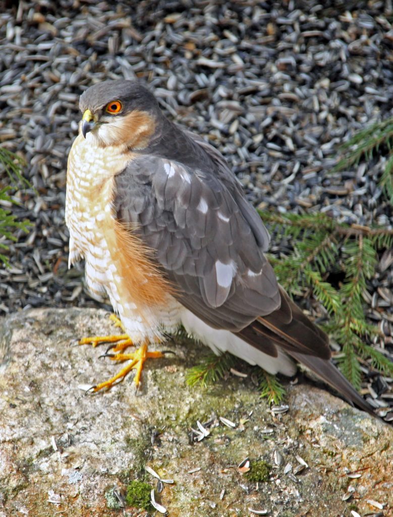 Valokuvaaja: Teija Heinonen