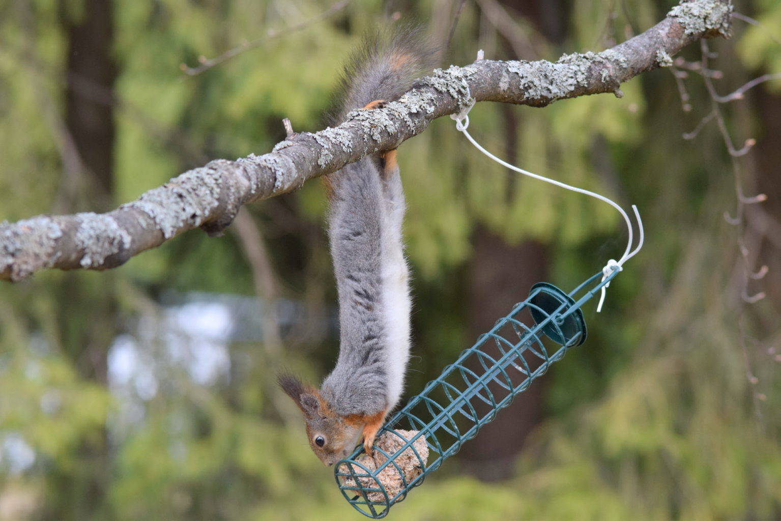 Valokuvaaja: Kaarlo Asikainen
