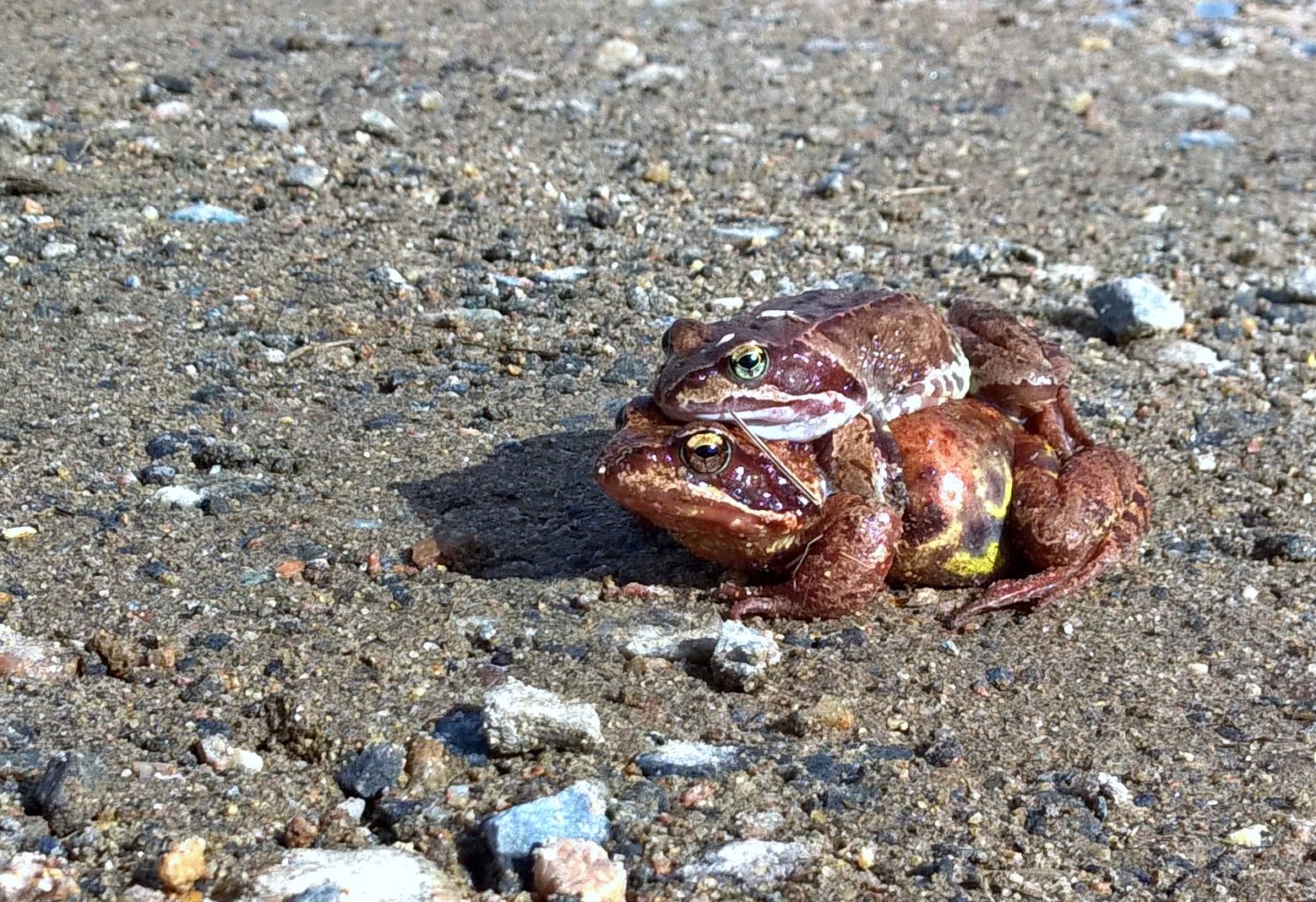 Valokuvaaja: Pekka T Termonen