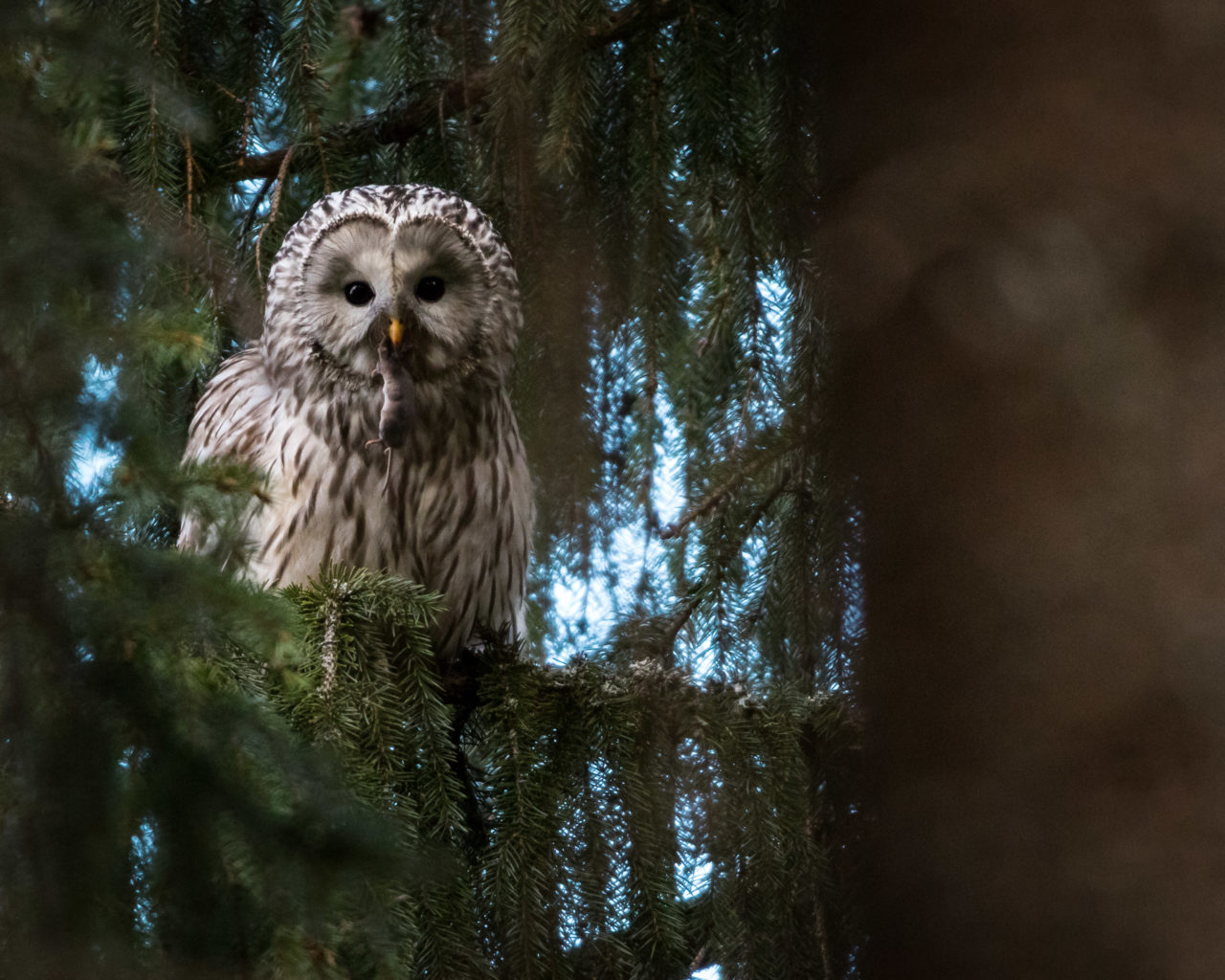 Valokuvaaja: Aku Heinonen