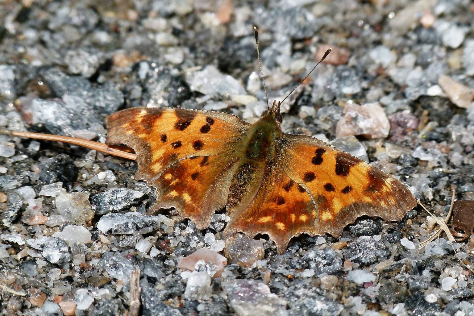 Valokuvaaja: Jaana Svahn