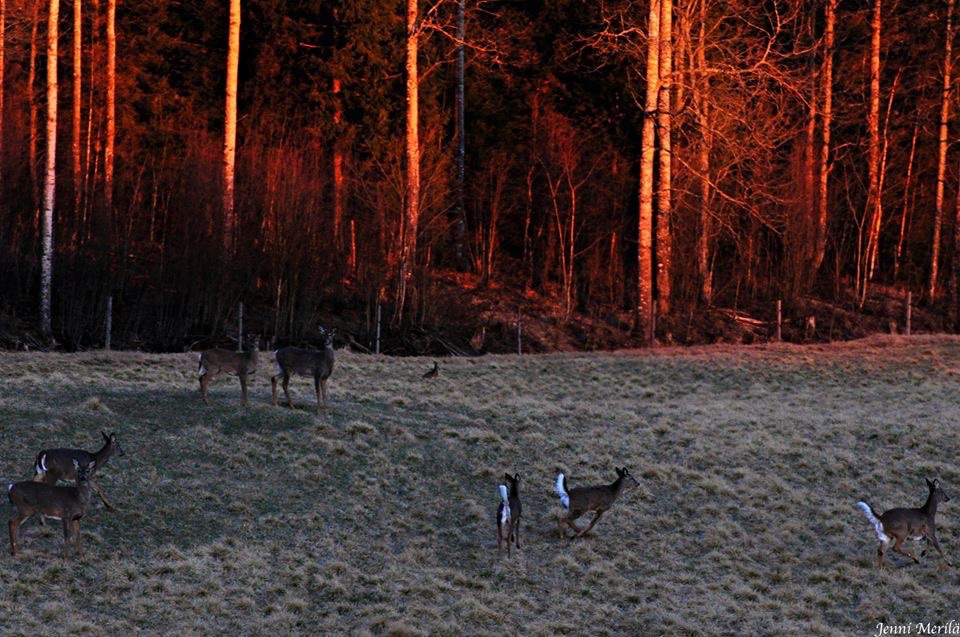 Valokuvaaja: Jenni Merilä