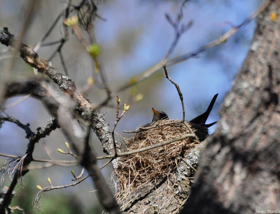 Valokuvaaja: Jenni Merilä