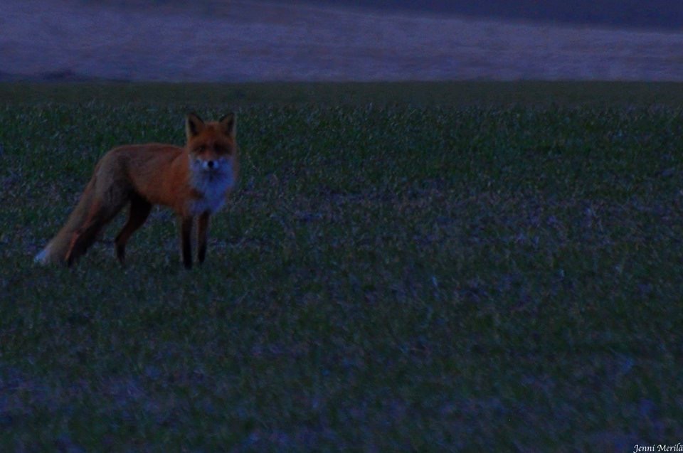 Valokuvaaja: Jenni Merilä