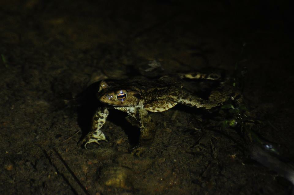 Valokuvaaja: Jenni Merilä