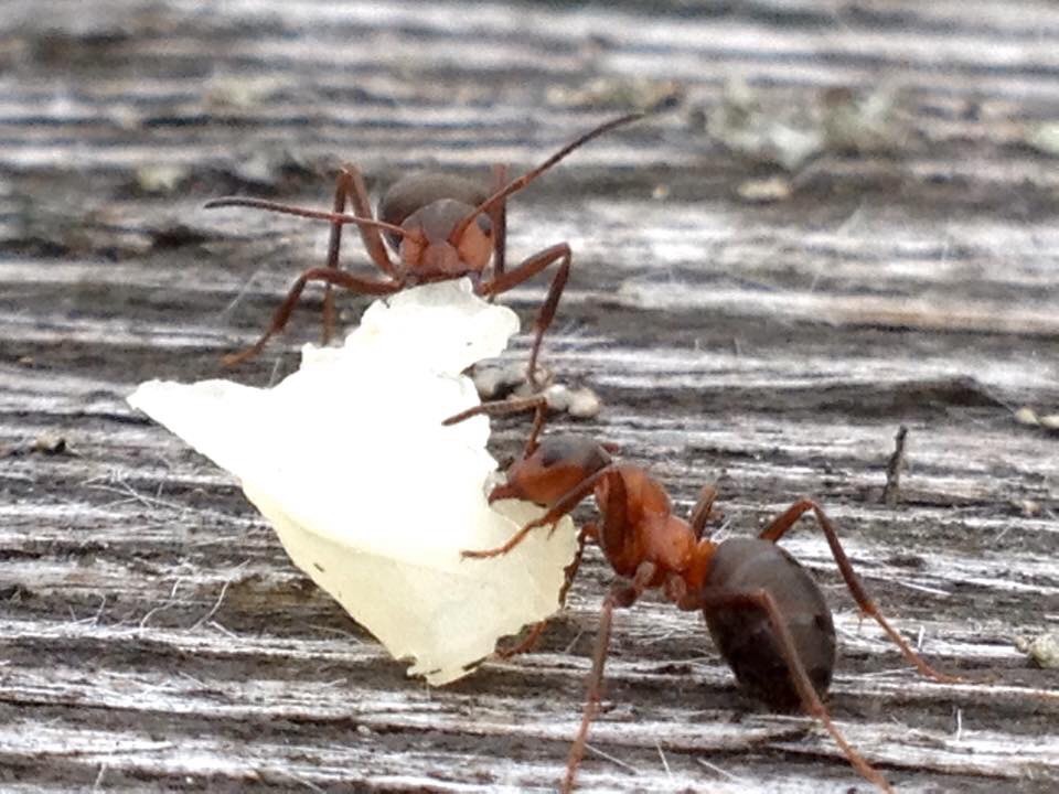 Valokuvaaja: Jenni Merilä