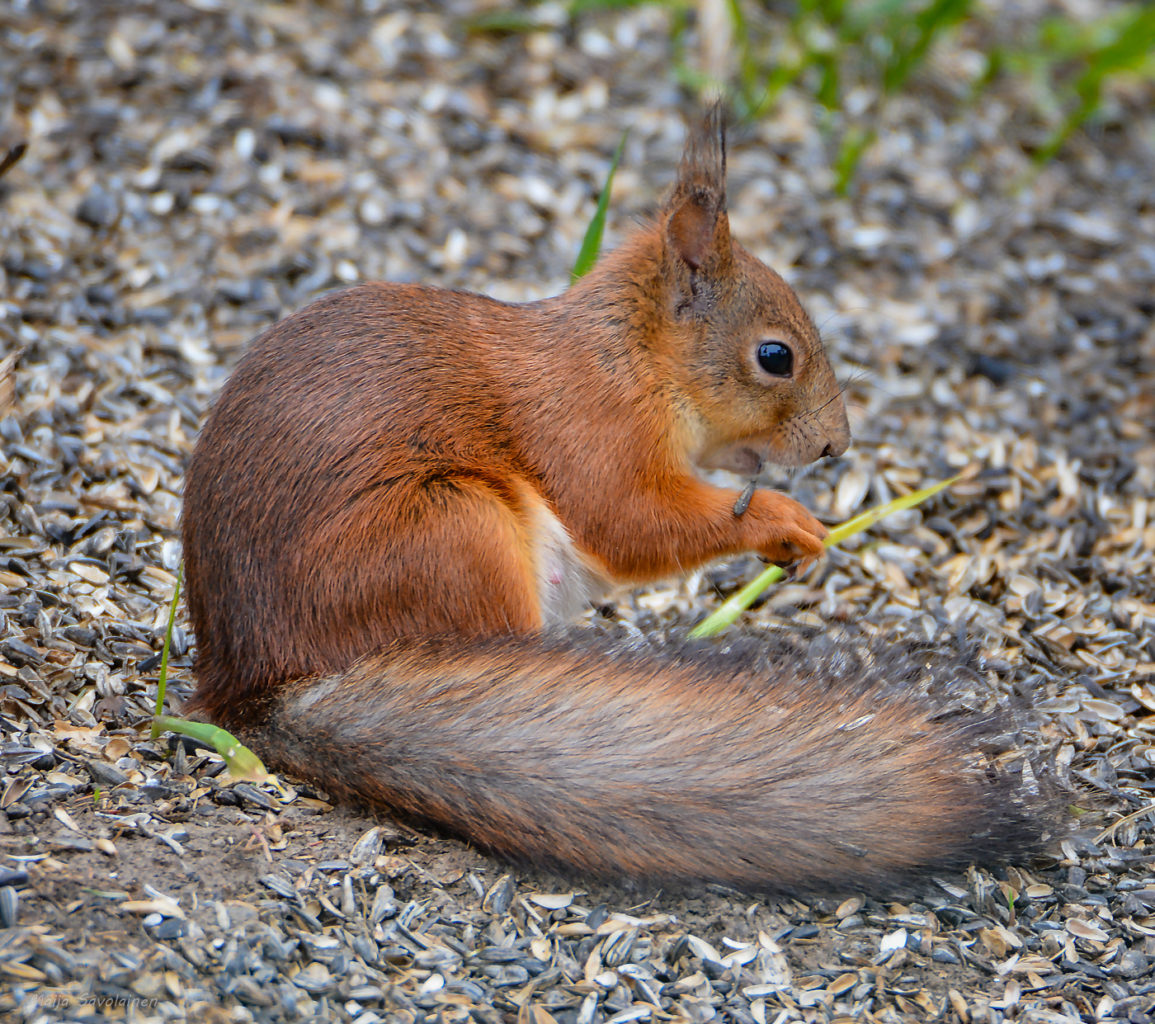 Valokuvaaja: MAIJA SAVOLAINEN