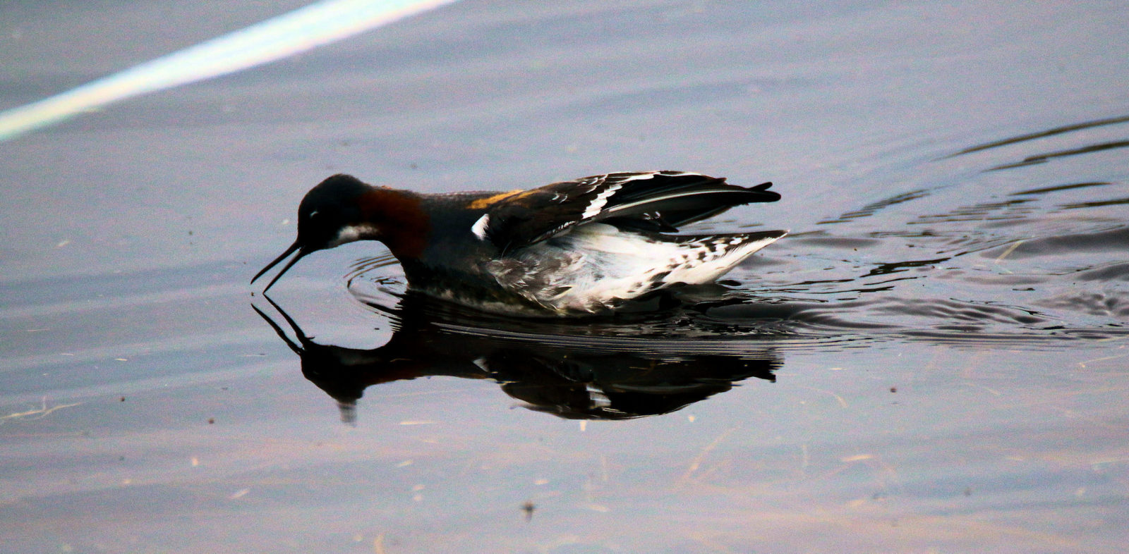Valokuvaaja: Ahti Keränen