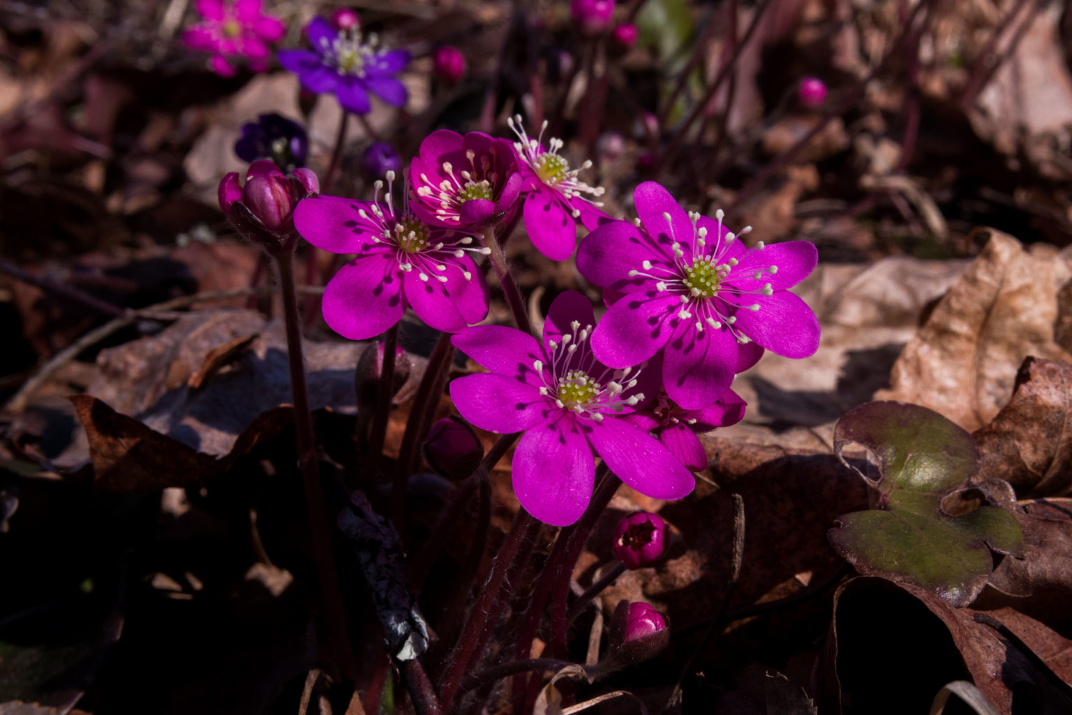 Valokuvaaja: Merja Ollikainen