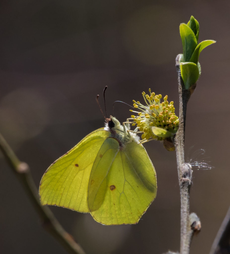 Valokuvaaja: Merja Ollikainen