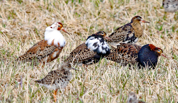Valokuvaaja: Seppo Kalliomäki