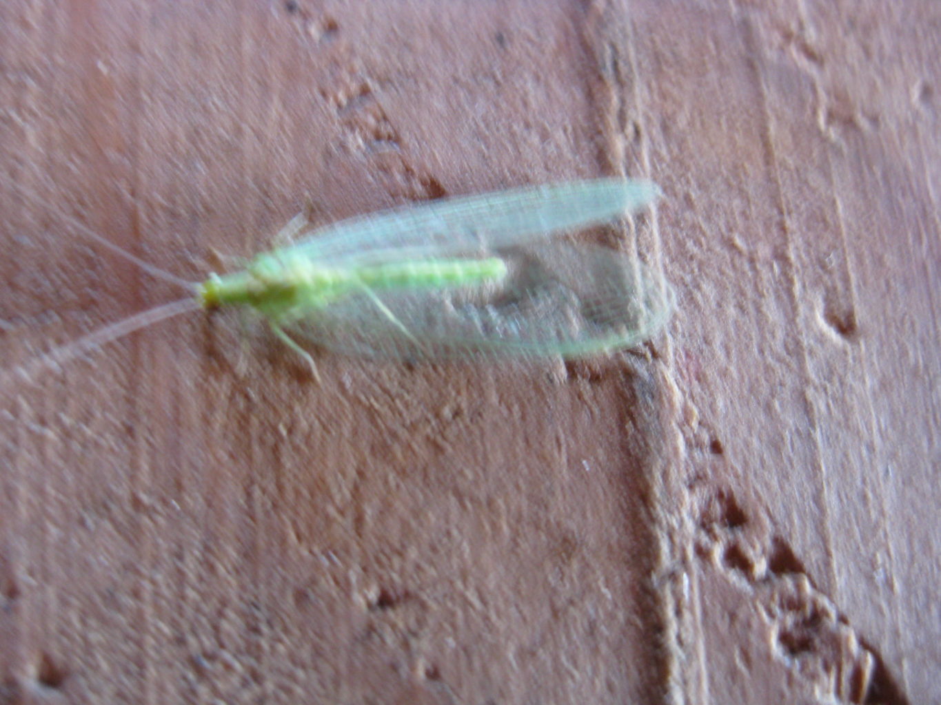 Valokuvaaja: yrjo lukkari