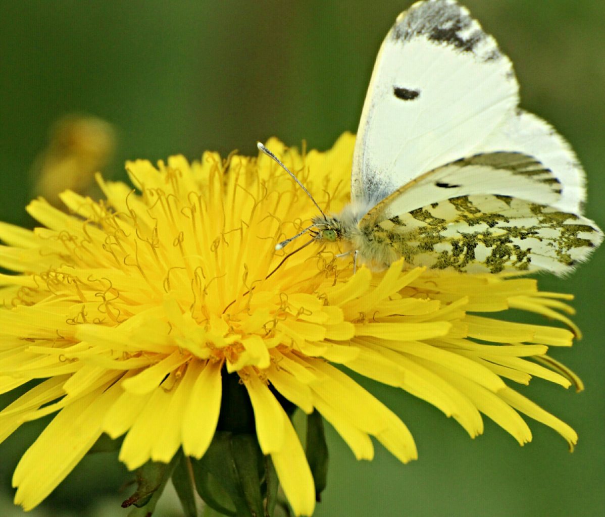 Valokuvaaja: Miia Pesu