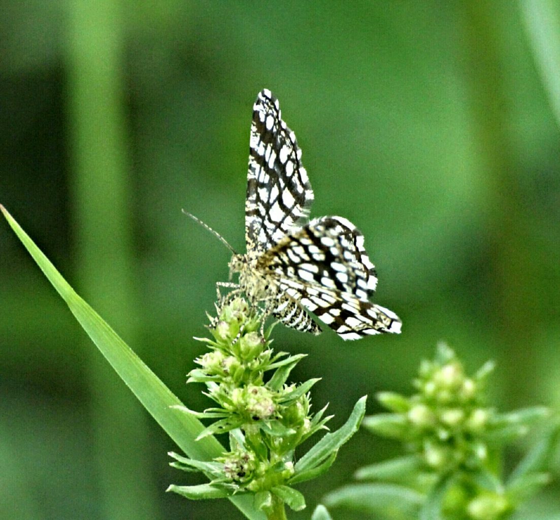 Valokuvaaja: Miia Pesu