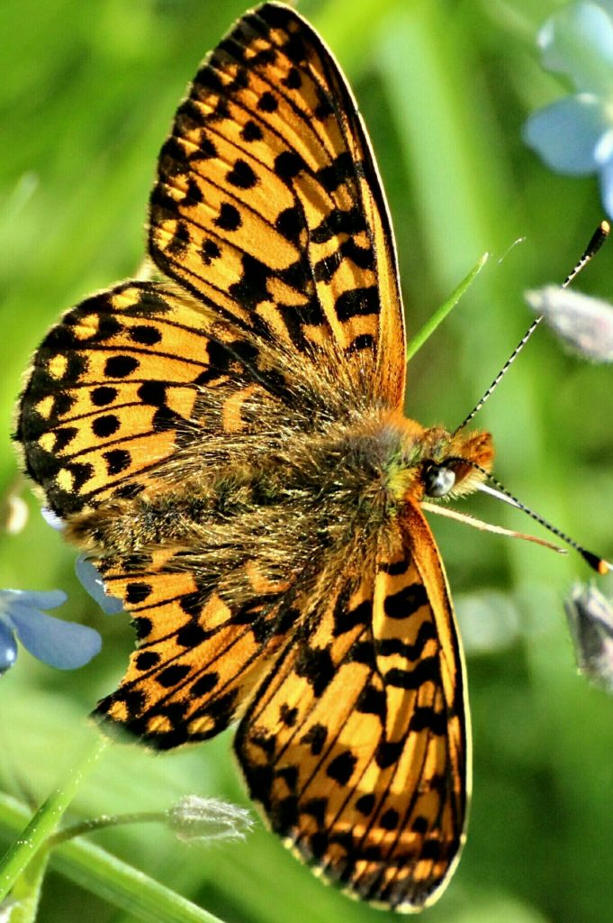 Valokuvaaja: Miia Pesu Valokuvaaja: Miia Pesu