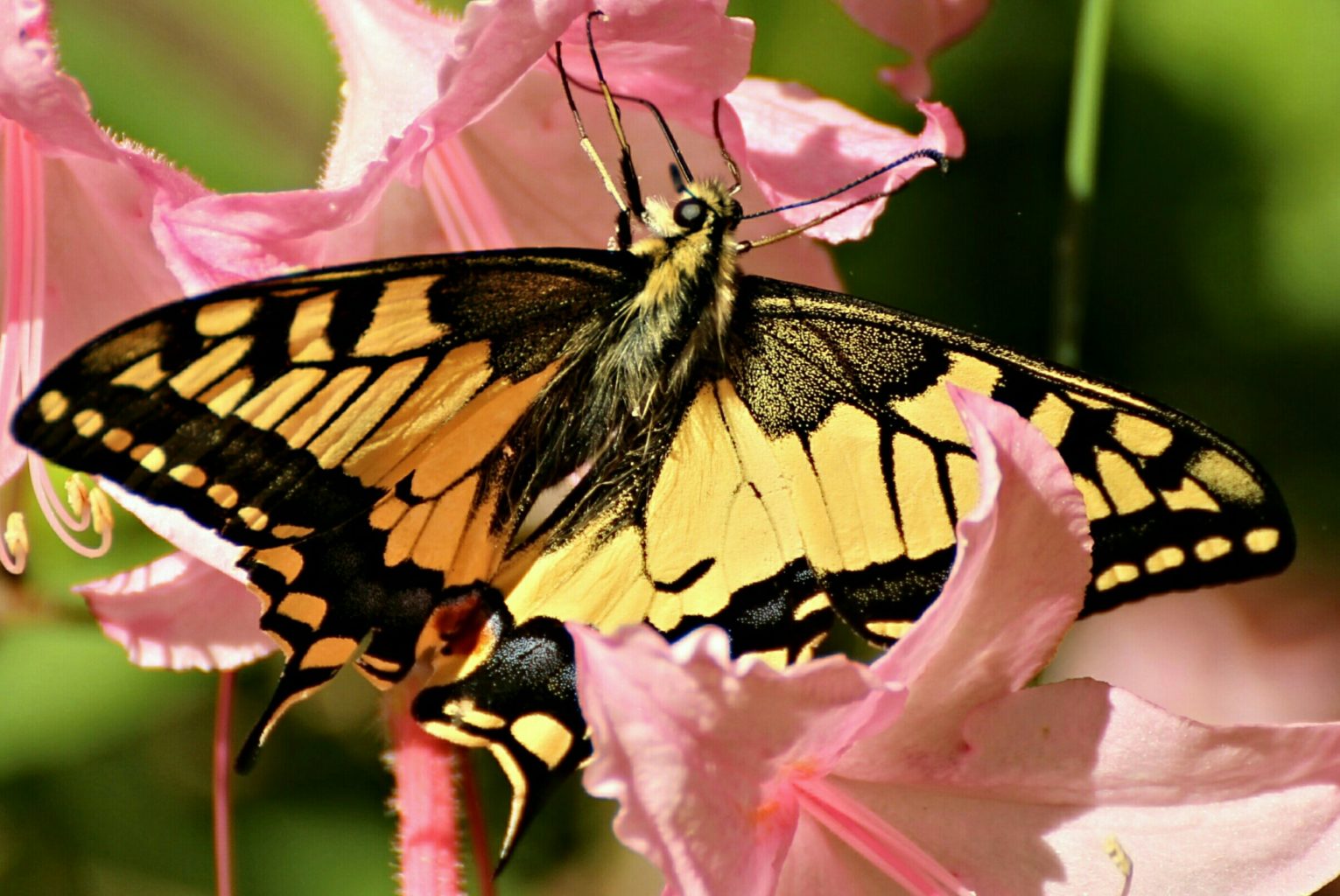 Valokuvaaja: Miia Pesu