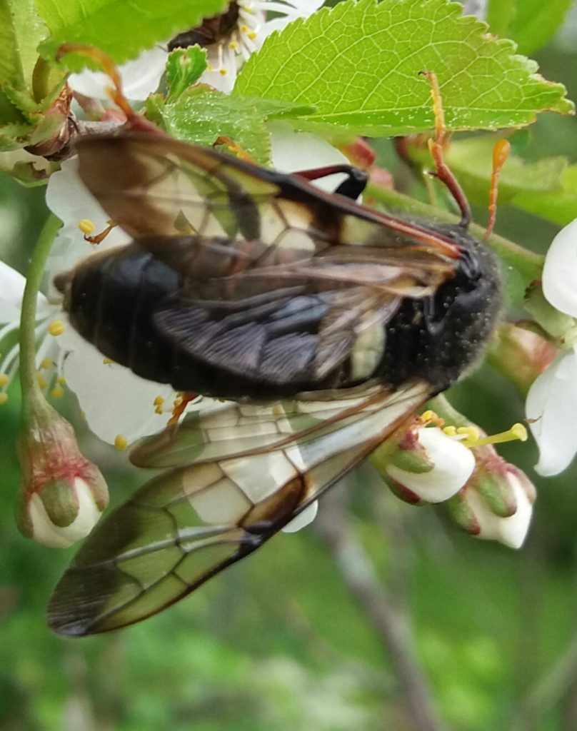 Valokuvaaja: Eija Johanna Saastamoinen