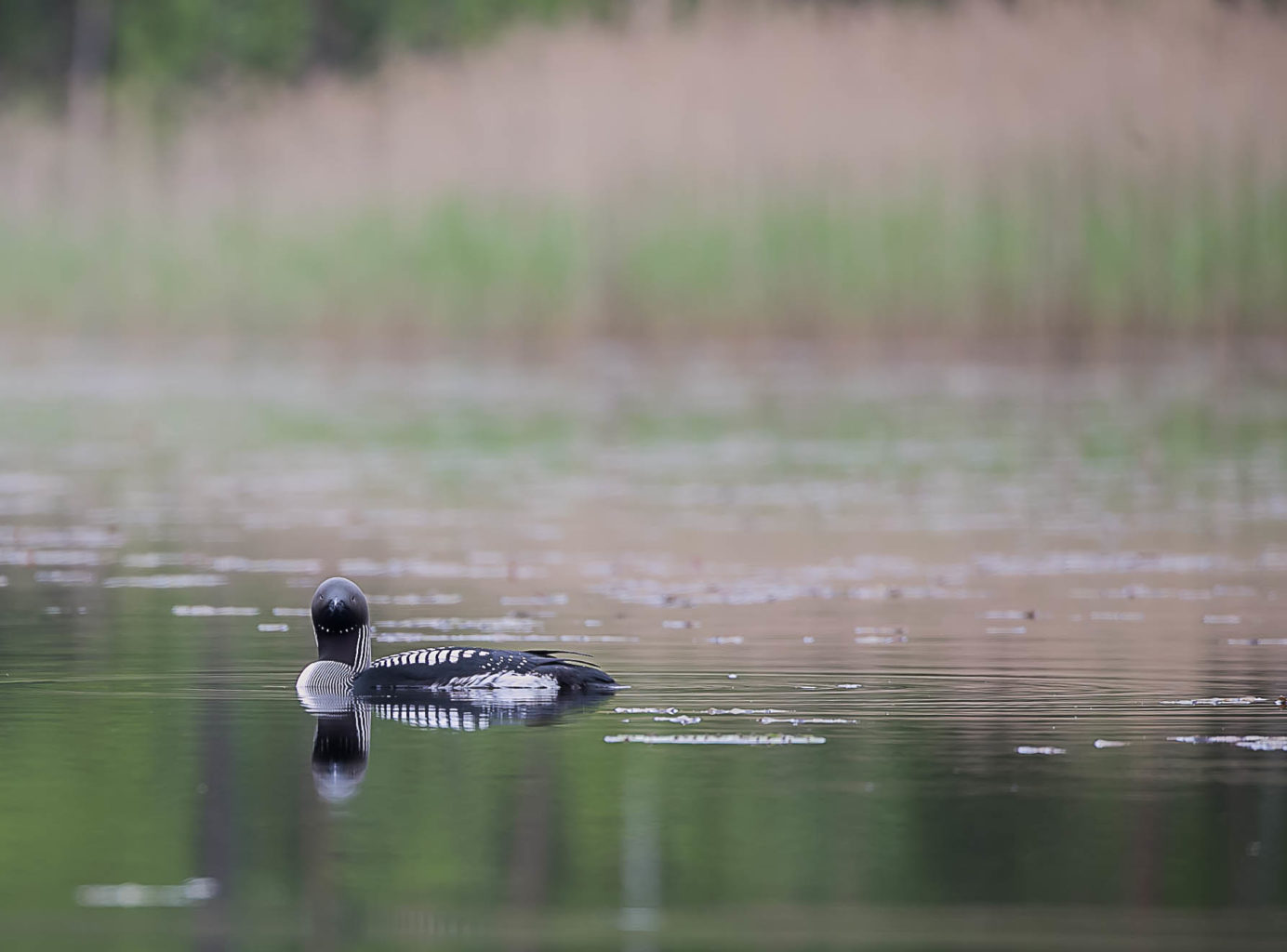 Valokuvaaja: Anne Patana